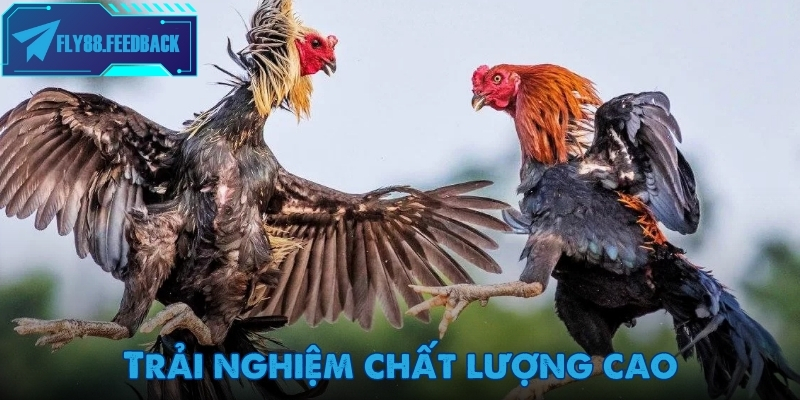 Trải nghiệm chất lượng cao khi tham gia đá gà Fly88